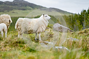 Sheep marked with colorful dye grazing in green pastures. Adult sheep and baby lambs feeding in green meadows of Ireland