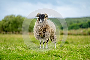 Sheep marked with colorful dye grazing in green pastures. Adult sheep and baby lambs feeding in green meadows of Ireland