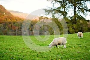 Sheep marked with colorful dye grazing in green pastures. Adult sheep and baby lambs feeding in lush meadows of England
