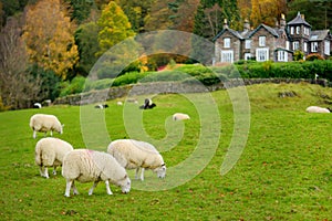 Sheep marked with colorful dye grazing in green pastures. Adult sheep and baby lambs feeding in lush meadows of England