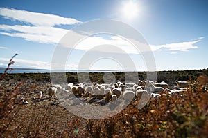 Sheep on a meadow