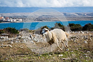 Sheep on a meadow