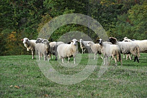 Sheep on meadow