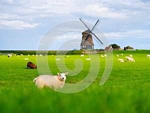 Sheep in a meadow during a bright sunset. Landscape with windmill. Agriculture. Animals on the farm.