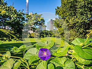 Sheep Meadow Central Park