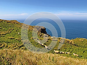 Sheep on meadow at coast