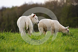 Sheep in the meadow doing nature maintenance by grazing grass. Spring with lambs. Meat for dishes.