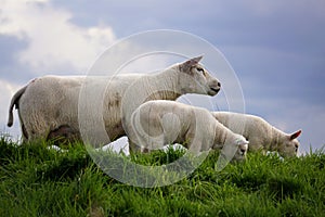 Sheep in the meadow doing nature maintenance by grazing grass. Spring with lambs.