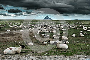 Sheep in a meadow and dramatic clouds, Normandy, Mont Saint Michel, France