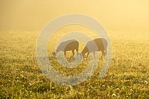 Sheep on the meadow eating grass in the herd during colorful sunrise or sunset.