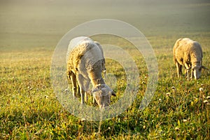 Sheep on the meadow eating grass in the herd during colorful sunrise or sunset.