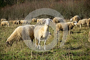 Sheep on the meadow eating grass in the herd during colorful sunrise or sunset.