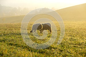 Sheep on the meadow eating grass in the herd during colorful sunrise or sunset.