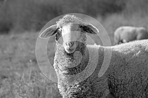 Sheep on the meadow eating grass in the herd during colorful sunrise or sunset.