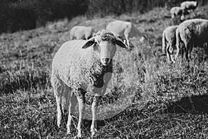 Sheep on the meadow eating grass in the herd during colorful sunrise or sunset.