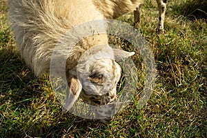 Sheep on the meadow eating grass in the herd during colorful sunrise or sunset.