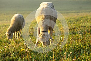 Sheep on the meadow eating grass in the herd during colorful sunrise or sunset.