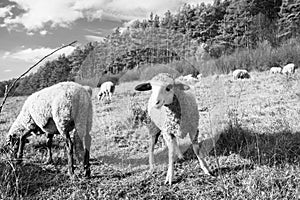 Sheep on the meadow eating grass in the herd during colorful sunrise or sunset.