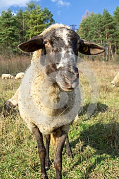 Sheep on the meadow eating grass in the herd during colorful sunrise or sunset.