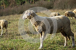 Sheep on the meadow eating grass in the herd during colorful sunrise or sunset.