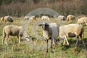 Sheep on the meadow eating grass in the herd during colorful sunrise or sunset.