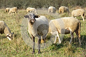 Sheep on the meadow eating grass in the herd during colorful sunrise or sunset.