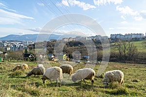 Sheep on the meadow eating grass in the herd during colorful sunrise or sunset.