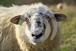 Sheep on the meadow eating grass in the herd during colorful sunrise or sunset.