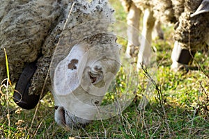 Sheep on the meadow eating grass in the herd during colorful sunrise or sunset.