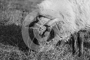 Sheep on the meadow eating grass in the herd during colorful sunrise or sunset.