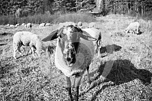 Sheep on the meadow eating grass in the herd during colorful sunrise or sunset.