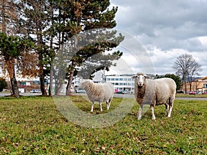 Sheep on the meadow eating grass in the herd during colorful sunrise or sunset.