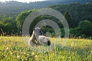 Sheep on the meadow eating grass in the herd during colorful sunrise or sunset.