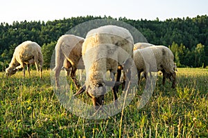 Sheep on the meadow eating grass in the herd during colorful sunrise or sunset.