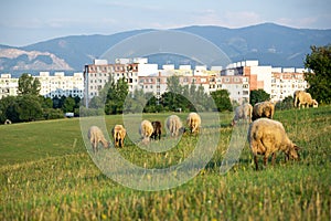 Sheep on the meadow eating grass in the herd during colorful sunrise or sunset.