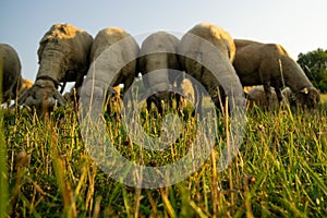 Sheep on the meadow eating grass in the herd during colorful sunrise or sunset.