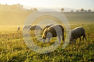 Sheep on the meadow eating grass in the herd during colorful sunrise or sunset.