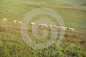 Sheep on the meadow eating grass in the herd during colorful sunrise or sunset.