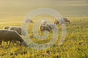 Sheep on the meadow eating grass in the herd during colorful sunrise or sunset.