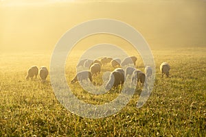 Sheep on the meadow eating grass in the herd during colorful sunrise or sunset.