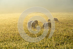 Sheep on the meadow eating grass in the herd during colorful sunrise or sunset.