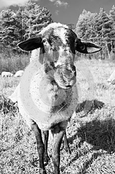 Sheep on the meadow eating grass in the herd during colorful sunrise or sunset.