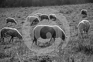 Sheep on the meadow eating grass in the herd during colorful sunrise or sunset.