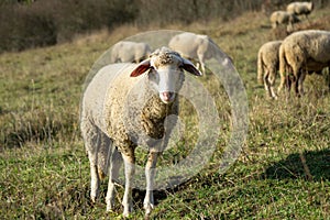 Sheep on the meadow eating grass in the herd during colorful sunrise or sunset.