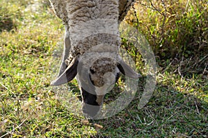 Sheep on the meadow eating grass in the herd during colorful sunrise or sunset.