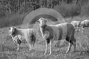 Sheep on the meadow eating grass in the herd during colorful sunrise or sunset.