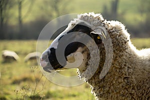 Sheep on the meadow eating grass in the herd during colorful sunrise or sunset.