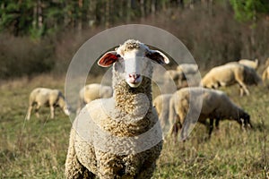 Sheep on the meadow eating grass in the herd during colorful sunrise or sunset.