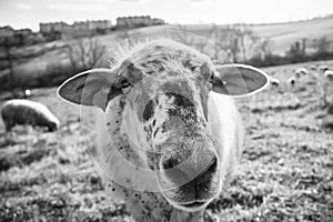 Sheep on the meadow eating grass in the herd during colorful sunrise or sunset.