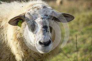 Sheep on the meadow eating grass in the herd during colorful sunrise or sunset.